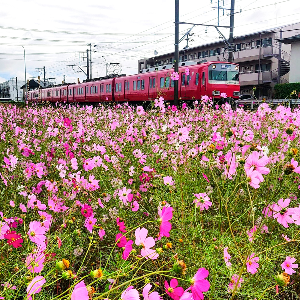 竹村駅、コスモス、名鉄電車、10月秋の花、愛知県豊田市の観光・撮影スポットの画像と写真