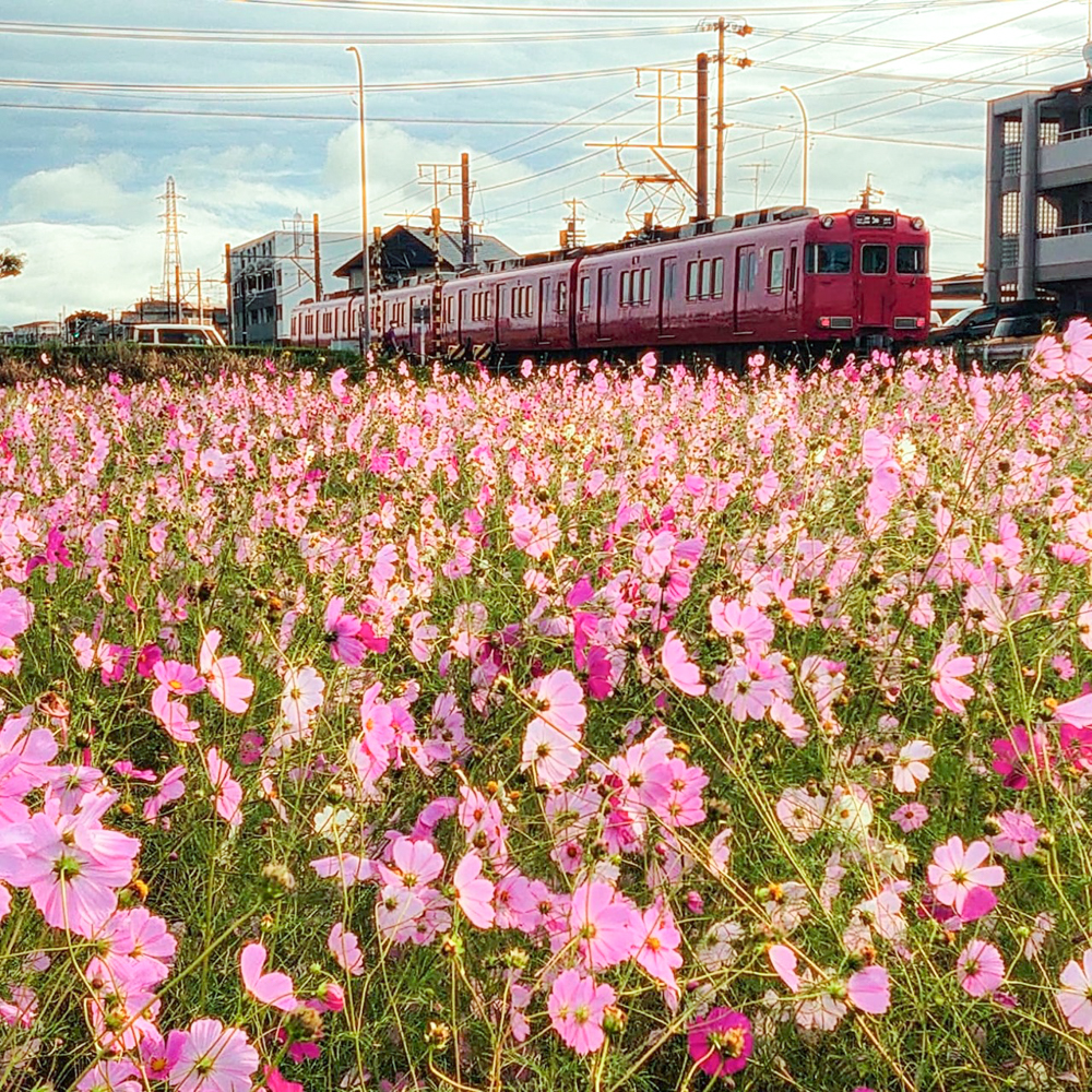 竹村駅、コスモス、名鉄電車、10月秋の花、愛知県豊田市の観光・撮影スポットの画像と写真