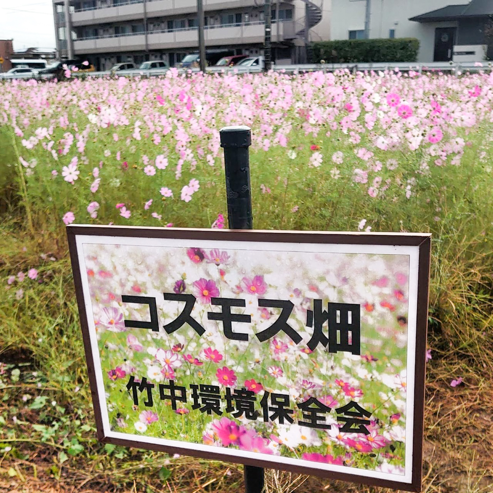 竹村駅、コスモス、10月秋の花、愛知県豊田市の観光・撮影スポットの画像と写真