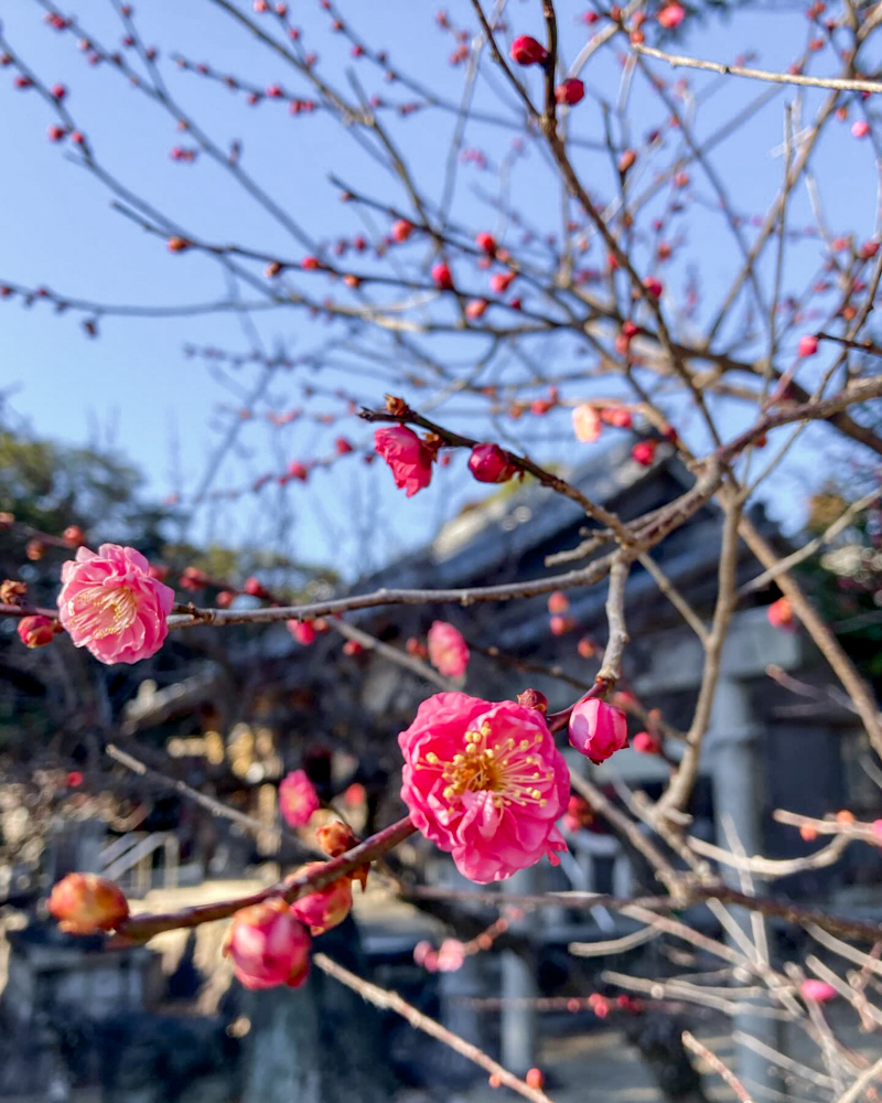 菅原神社、梅、1月冬、三重県鈴鹿市の観光・撮影スポットの画像と写真