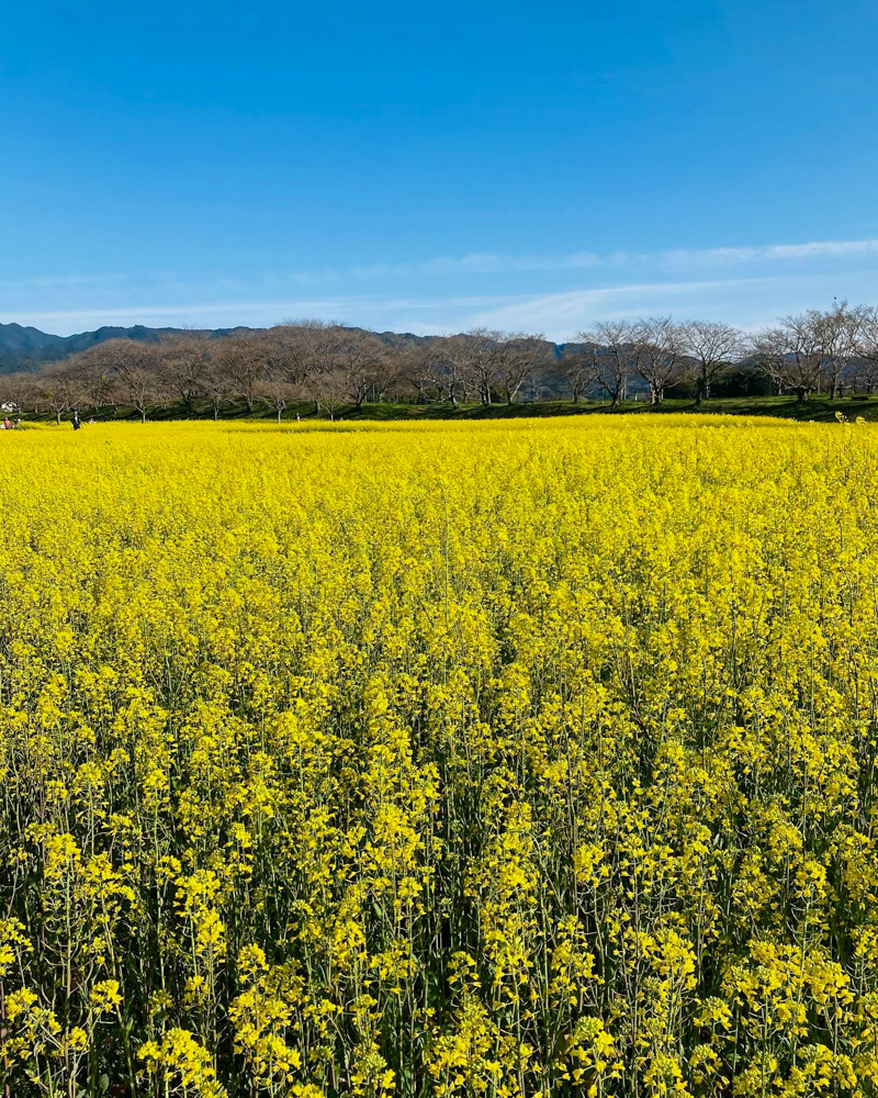 藤原宮跡、菜の花、3月春の花、奈良県橿原市の観光・撮影スポットの名所