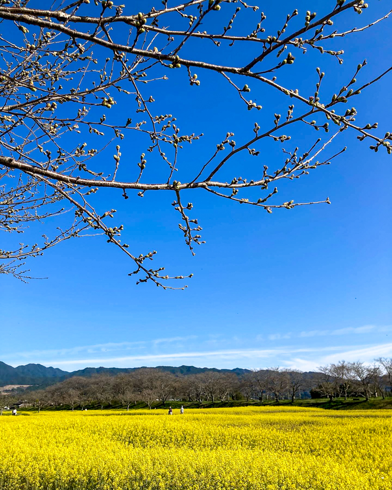 藤原宮跡、菜の花、3月春の花、奈良県橿原市の観光・撮影スポットの名所