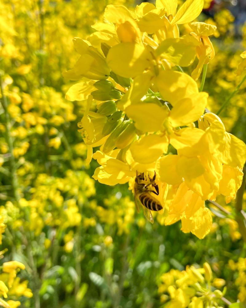 藤原宮跡、菜の花、3月春の花、奈良県橿原市の観光・撮影スポットの名所