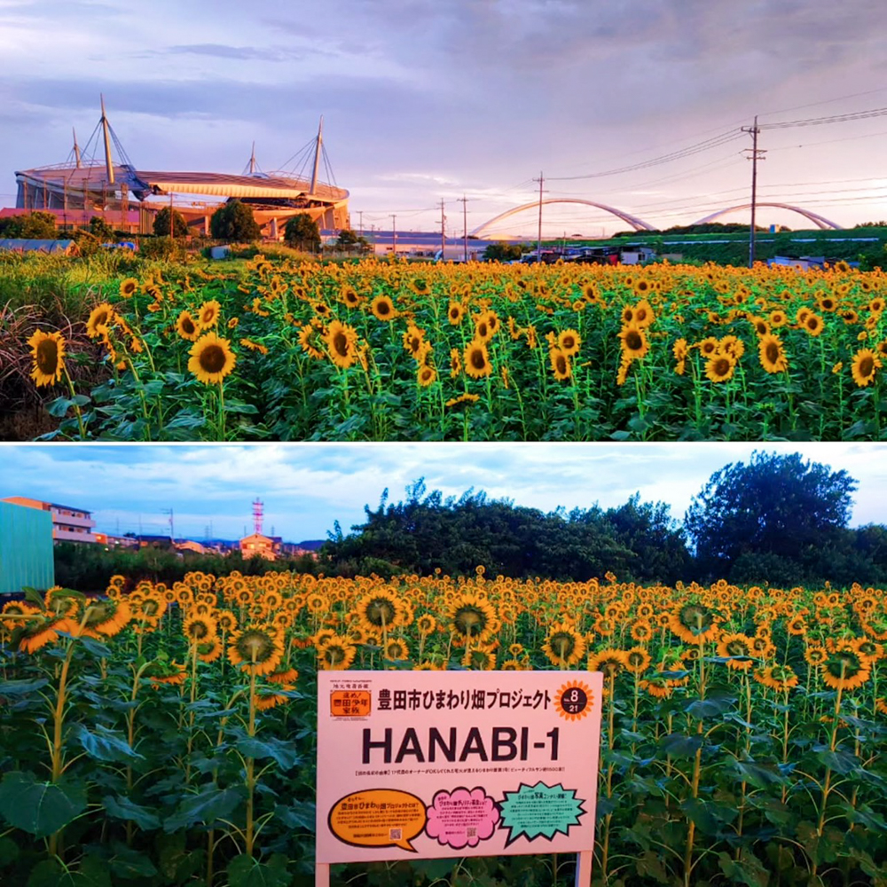 豊田市ひまわり畑プロジェクト 、豊田スタジアム、豊田大橋、8月夏の花、愛知県豊田市の観光・撮影スポットの画像と写真