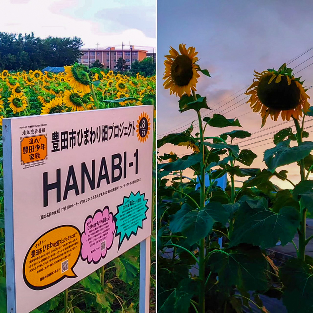 豊田市ひまわり畑プロジェクト 、8月夏の花、愛知県豊田市の観光・撮影スポットの画像と写真