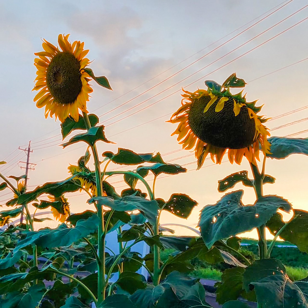 豊田市ひまわり畑プロジェクト 、8月夏の花、愛知県豊田市の観光・撮影スポットの画像と写真