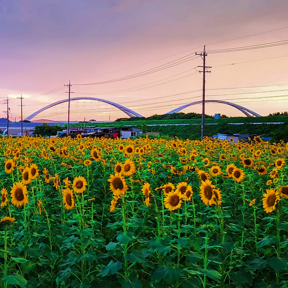 豊田市ひまわり畑プロジェクト 、豊田大橋、豊田大橋、8月夏の花、愛知県豊田市の観光・撮影スポットの画像と写真