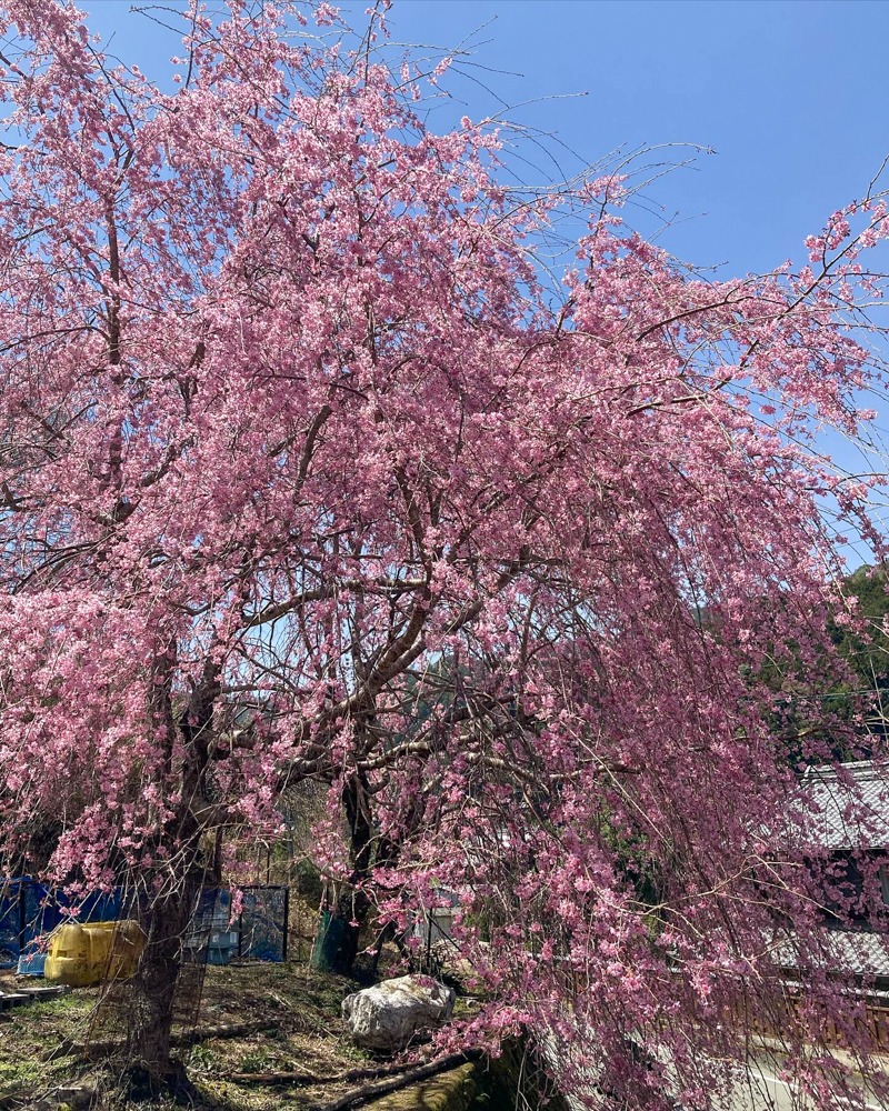 金婚しだれ桜、3月春の花、三重県松阪市の観光・撮影スポットの画像と写真