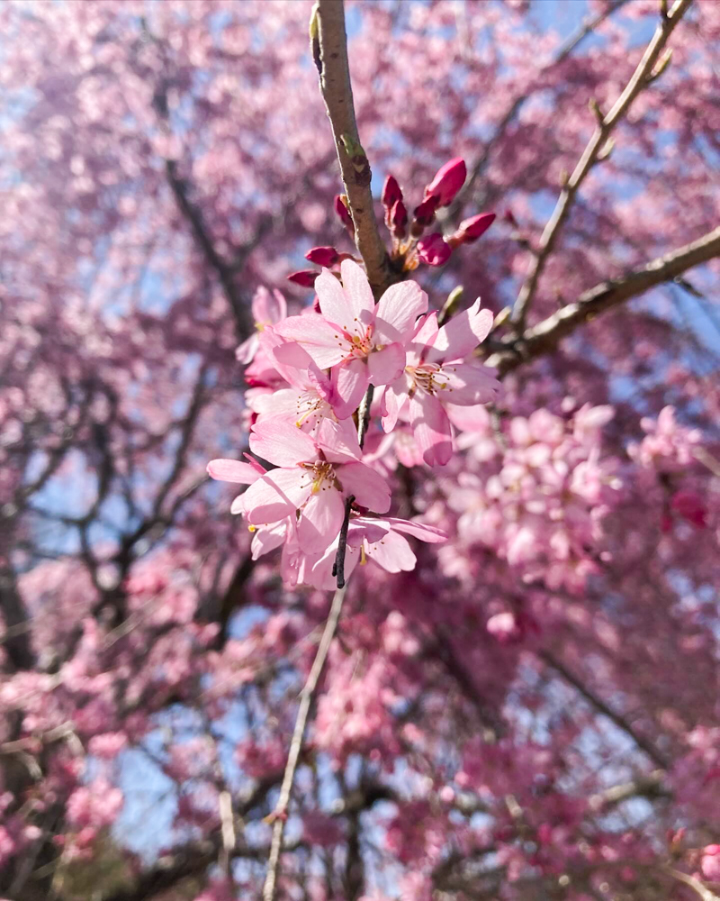 金婚しだれ桜、3月春の花、三重県松阪市の観光・撮影スポットの画像と写真