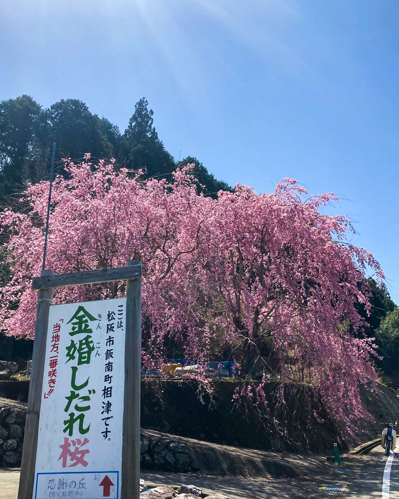 金婚しだれ桜、3月春の花、三重県松阪市の観光・撮影スポットの画像と写真