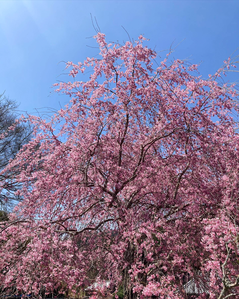 金婚しだれ桜、3月春の花、三重県松阪市の観光・撮影スポットの画像と写真