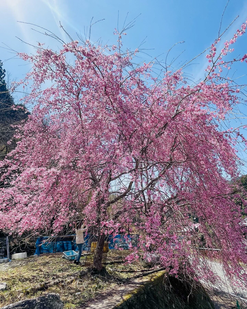 金婚しだれ桜、3月春の花、三重県松阪市の観光・撮影スポットの画像と写真