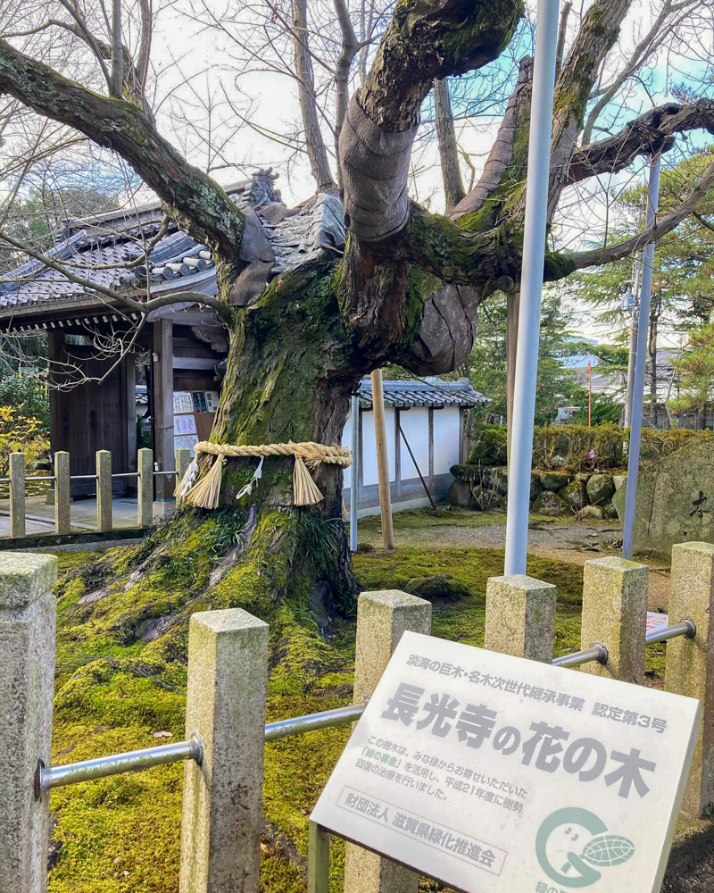 長光寺、1月冬、滋賀県近江八幡市の観光・撮影スポットの名所