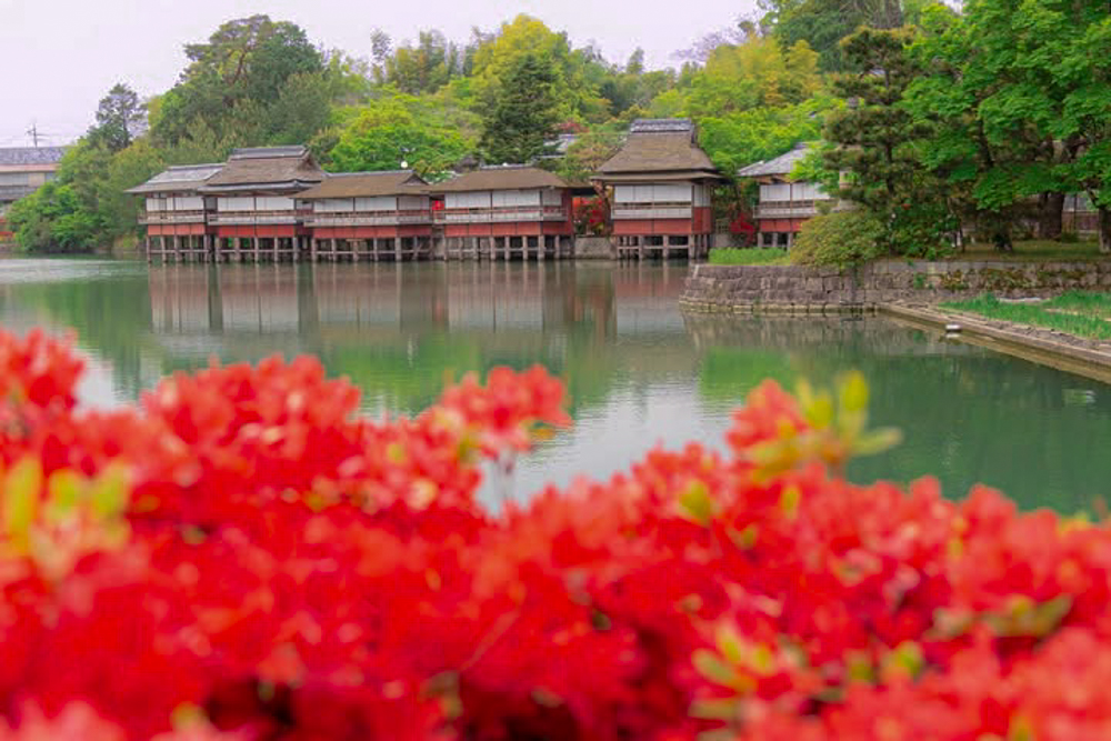 長岡天満宮、キリシマツツジ、4月春の花、京都府長岡京市の観光・撮影スポットの名所