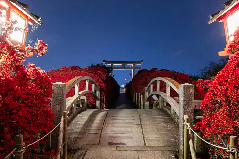 長岡天満宮、キリシマツツジ、4月春の花、京都府長岡京市の観光・撮影スポットの名所