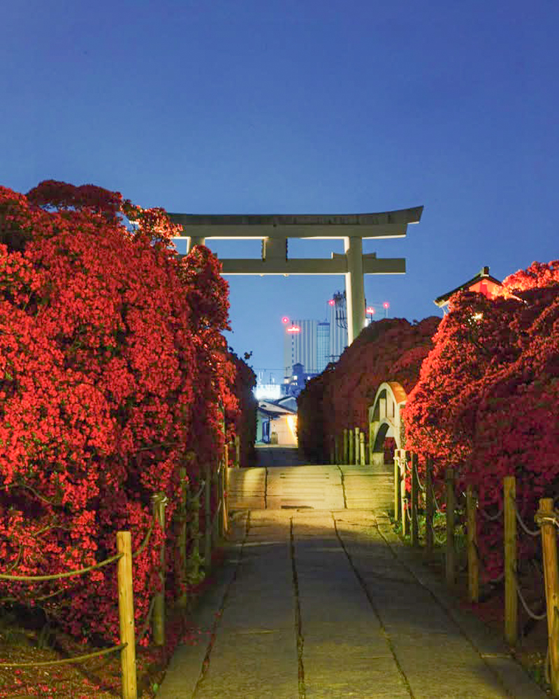 長岡天満宮、キリシマツツジ、4月春の花、京都府長岡京市の観光・撮影スポットの名所