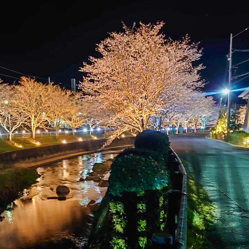 飯野川桜並木ライトアップ、3月春の花、愛知県豊田市の観光・撮影スポットの画像と写真