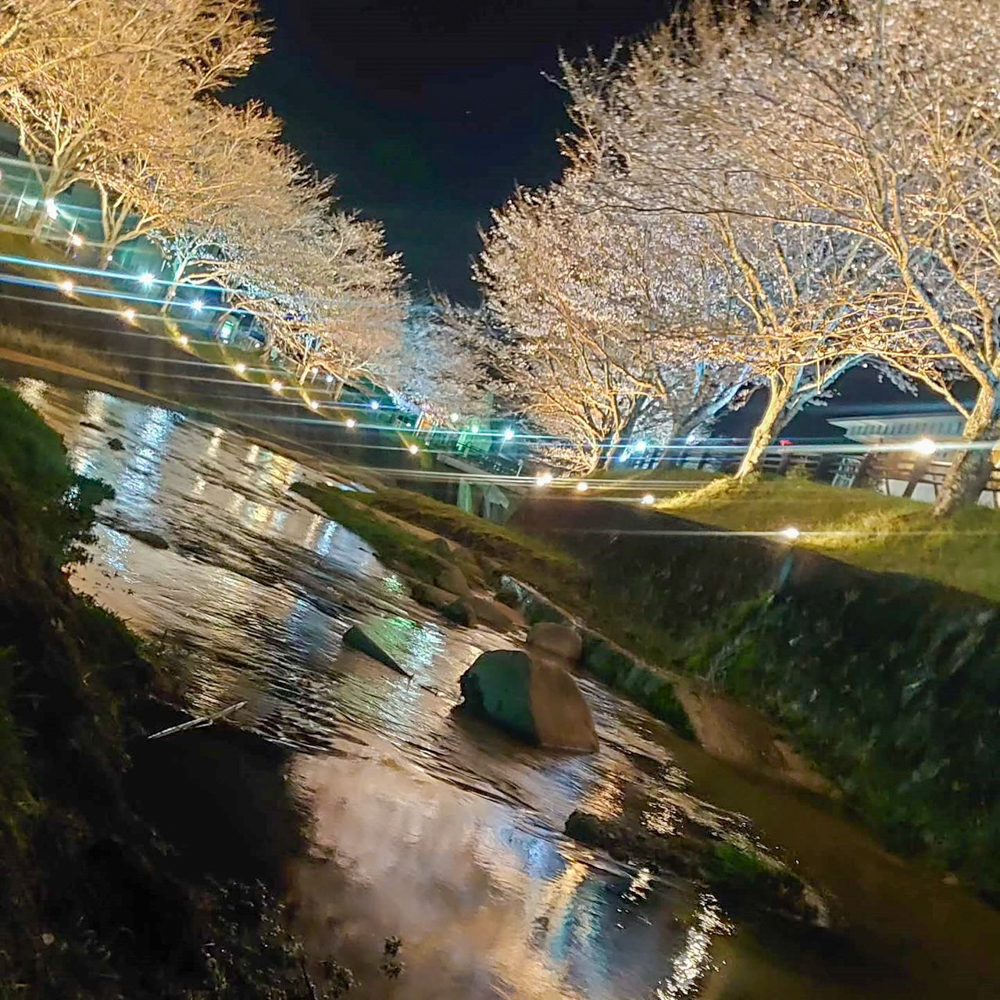 飯野川桜並木ライトアップ、3月春の花、愛知県豊田市の観光・撮影スポットの画像と写真