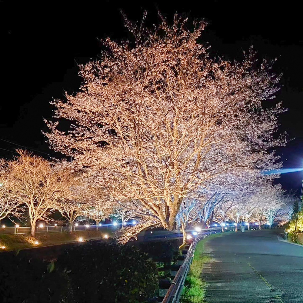 飯野川桜並木ライトアップ、3月春の花、愛知県豊田市の観光・撮影スポットの画像と写真