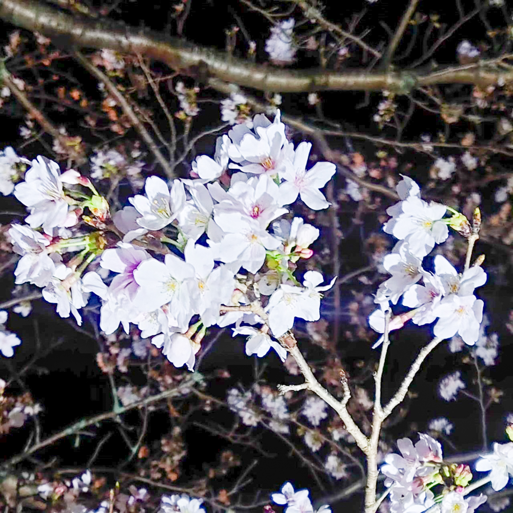 飯野川桜並木ライトアップ、3月春の花、愛知県豊田市の観光・撮影スポットの画像と写真