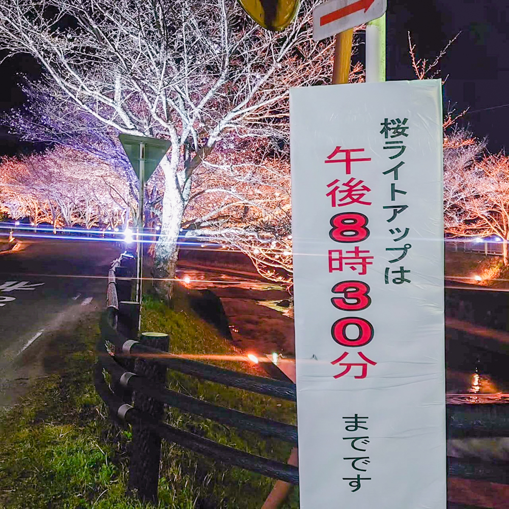 飯野川桜並木ライトアップ、3月春の花、愛知県豊田市の観光・撮影スポットの画像と写真