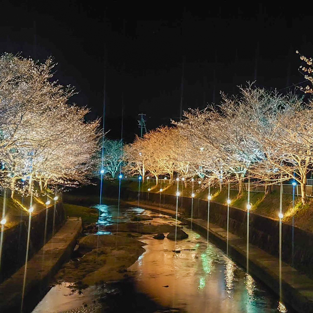 飯野川桜並木ライトアップ、3月春の花、愛知県豊田市の観光・撮影スポットの画像と写真