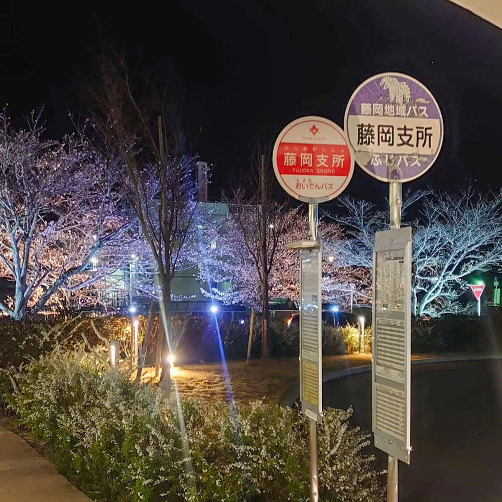 飯野川桜並木ライトアップ、3月春の花、愛知県豊田市の観光・撮影スポットの画像と写真