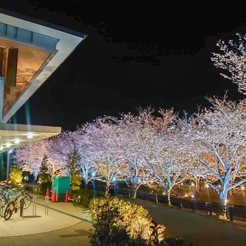 飯野川桜並木ライトアップ、3月春の花、愛知県豊田市の観光・撮影スポットの画像と写真