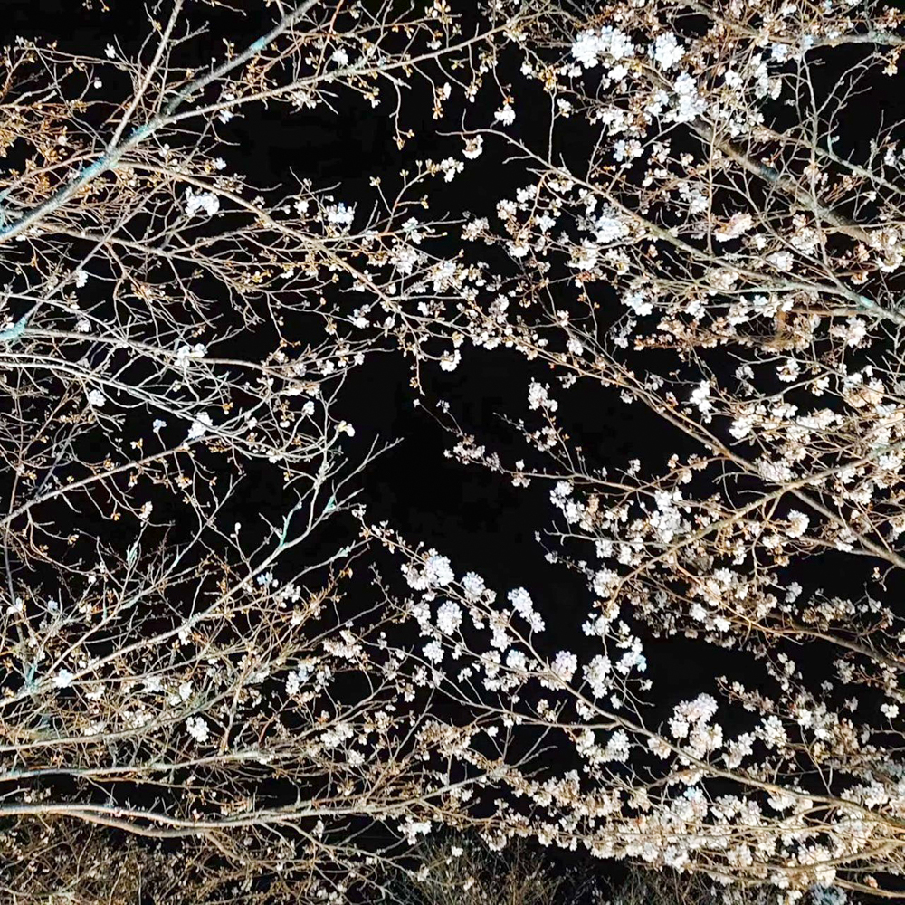 飯野川桜並木ライトアップ、3月春の花、愛知県豊田市の観光・撮影スポットの画像と写真