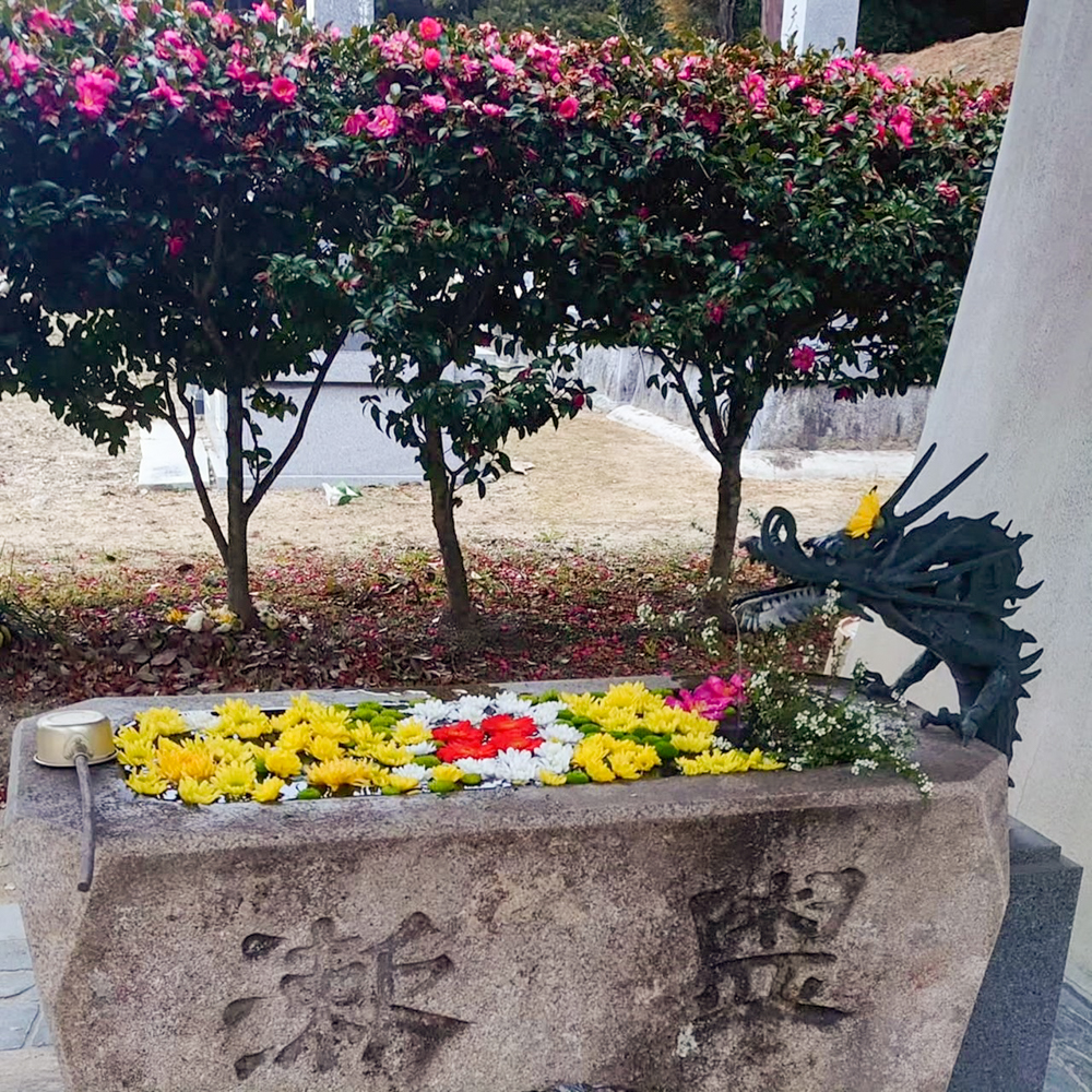 松平郷高月院、花手水舎、2月春の花、愛知県豊田市の観光・撮影スポットの画像と写真