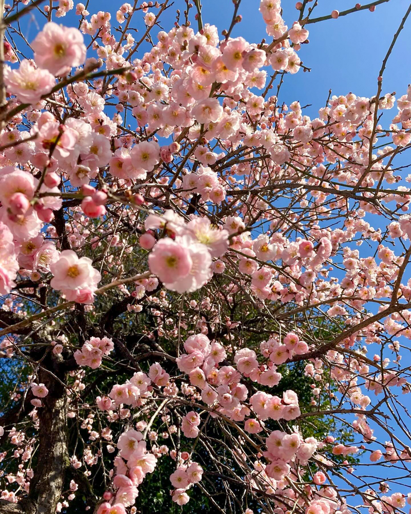 龍光寺 。梅、2月春の花、三重県鈴鹿市の観光・撮影スポットの名所