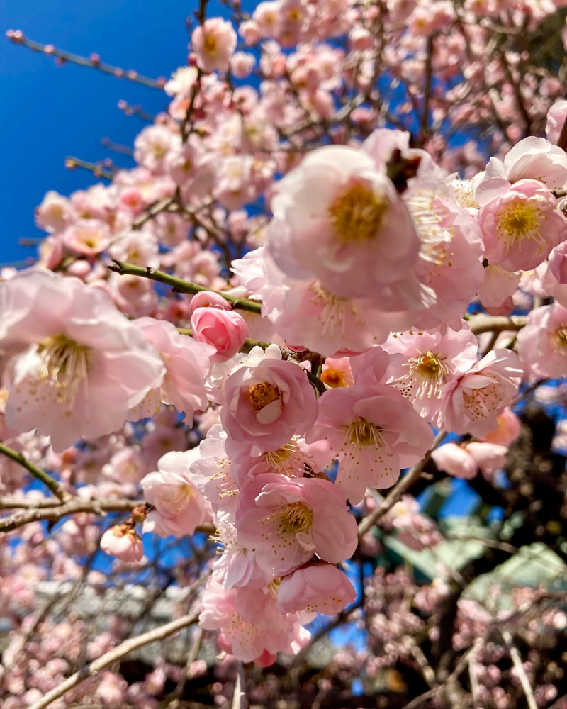 龍光寺 。梅、2月春の花、三重県鈴鹿市の観光・撮影スポットの名所