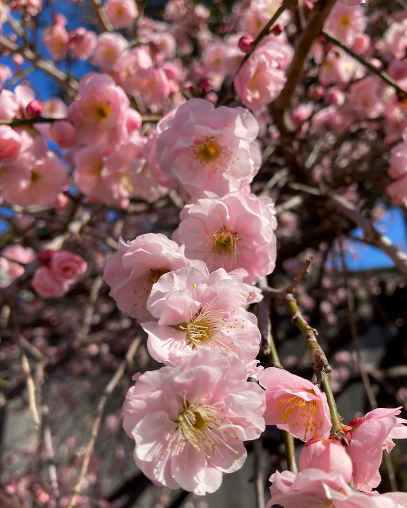 龍光寺 。梅、2月春の花、三重県鈴鹿市の観光・撮影スポットの名所