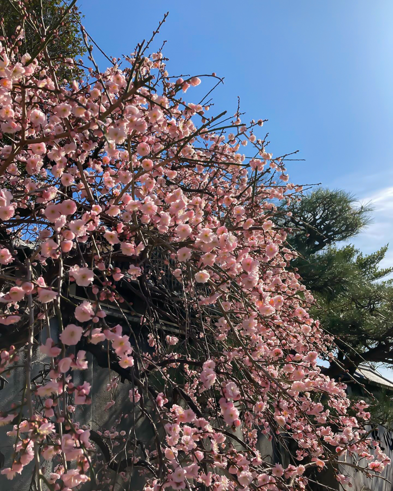 龍光寺 。梅、2月春の花、三重県鈴鹿市の観光・撮影スポットの名所