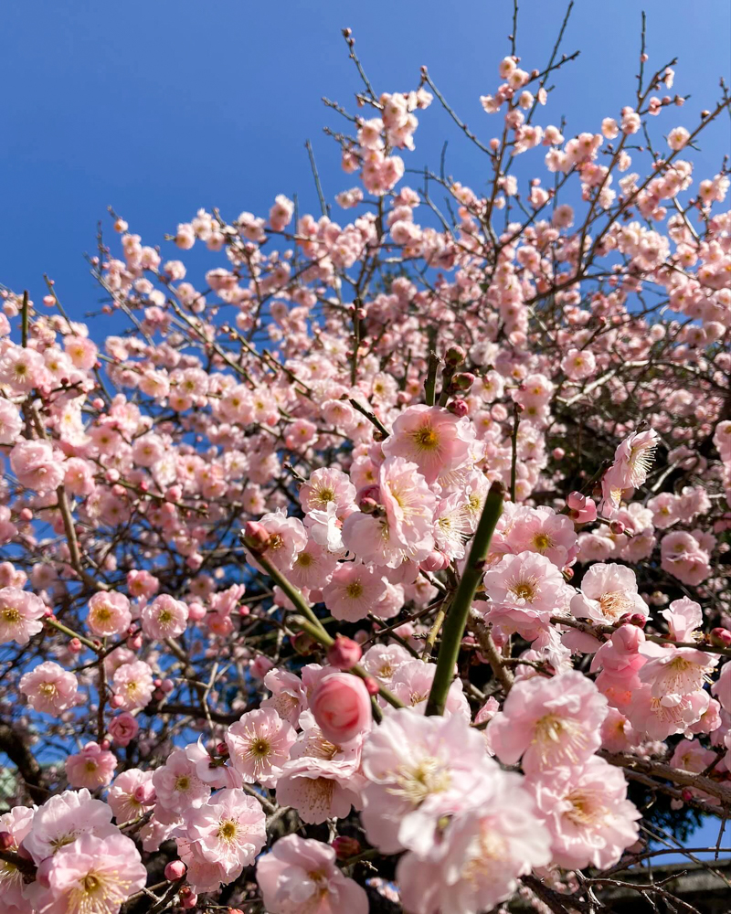 龍光寺 。梅、2月春の花、三重県鈴鹿市の観光・撮影スポットの名所